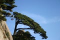Pine trees on mountainside Royalty Free Stock Photo