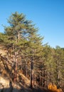 Pine trees on the mountainside Royalty Free Stock Photo