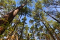 Pine trees in national forest, piney Woods, east Texas Royalty Free Stock Photo