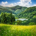 Pine trees near meadow in mountains at sunrise Royalty Free Stock Photo