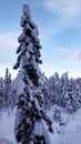 Pine tree with snown winter near Are skiresort in Jamtland, Sweden