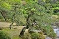 Pine trees at Ohori Park Japanese Garden in Fukuoka city, Japan Royalty Free Stock Photo