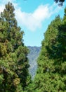 Pine trees at old forest in Alishan, Taiwan Royalty Free Stock Photo