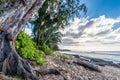 Pine trees, palm trees and tropical vegetation on Sunset Beach in Hawaii Royalty Free Stock Photo