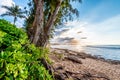 Pine trees, palm trees and tropical vegetation at sunset on Sunset Beach in Hawaii Royalty Free Stock Photo