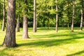 Pine trees in the park. background, nature.