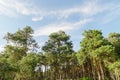 Pine trees in park and clouds in blue sky Royalty Free Stock Photo