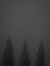pine trees in the park covered by thick fog Royalty Free Stock Photo