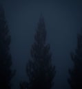 pine trees in the park covered by thick fog Royalty Free Stock Photo