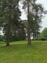 Pine trees in a park in Sweden Royalty Free Stock Photo