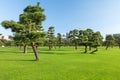Pine trees park in Tokio Royalty Free Stock Photo
