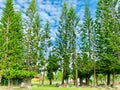 Pine trees in the park