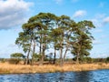 Pine trees, Pinus sylvestris, moorgrass and water pool in peat bog of nature reserve Dwingelderveld, Drenthe, Netherlands Royalty Free Stock Photo