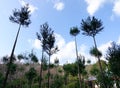 Pine trees planted at the forest in Kyoto, Japan Royalty Free Stock Photo