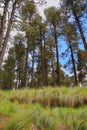 Pine trees of the popocatepetl national park, mexico IV