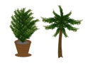 Pine trees in pots and coconut trees s