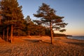 pine trees in the rays of sunset. The Gulf of Finland Royalty Free Stock Photo