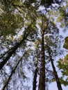 Pine trees reach up to the sky. Royalty Free Stock Photo