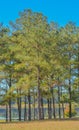 Pine Trees in Reed Bingham State Park in Adel, Colquitt County, Georgia Royalty Free Stock Photo