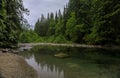 Pine trees reflecting in the crystal clear water of a lake on a cloudy day in Lynn Canyon Park forest, Vancouver, Canada Royalty Free Stock Photo