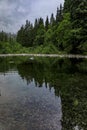 Pine trees reflecting in the crystal clear water of a lake on a cloudy day in Lynn Canyon Park forest, Vancouver, Canada Royalty Free Stock Photo