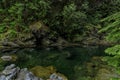 Pine trees reflecting in the crystal clear water of a lake on a cloudy day in Lynn Canyon Park forest, Vancouver, Canada Royalty Free Stock Photo