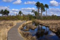 Pine Trees Reflecting in a Pond on Thursley Common, Surrey Royalty Free Stock Photo