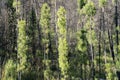 Pine Trees Regeneration after a forest fire