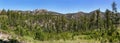 Pine trees and rugged rocks in the Black Hills