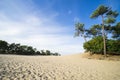 Pine trees and sand path in national park Loonse and Drunense Duinen, The Netherlands