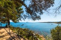 Pine trees in Santa Maria Navarrese shoreline