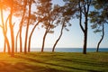 Pine trees on the sea coast at sunset Royalty Free Stock Photo