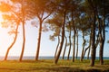 Pine trees on the sea coast at sunset Royalty Free Stock Photo