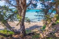 Pine trees by the sea in Lu Impostu Royalty Free Stock Photo
