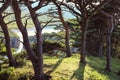 Pine trees on the seashore Royalty Free Stock Photo