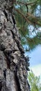 Pine trees seen from below side