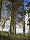 Pine trees, several, tall and elegant, grouped against blue skies.