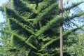 Pine trees and shady leaves grow abundantly on the village hills