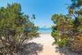 Pine trees by the shoreline Royalty Free Stock Photo