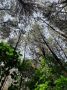 Pine trees shot from below angle view