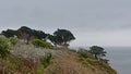 Pine trees and shrubs on the cliffs along the north sea coast of howth , ireland