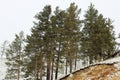 Trees in the Siberian forest in winter Royalty Free Stock Photo