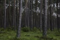 Pine trees.Sieradowicki Park Krajobrazowy. Woods with grassy forest floor.