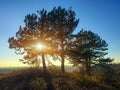 Pine trees on slope hill and beautiful sunset, the sun\'s rays pass through the branches