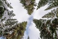 Pine trees with snow covered and cloudy in the sky on winter at national park Royalty Free Stock Photo