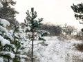 Snow covered green pine trees Royalty Free Stock Photo