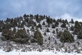 Pine trees on a snow covered hill near Termo, California, USA Royalty Free Stock Photo