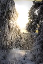 Pine trees in the snow