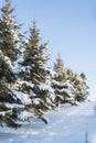 Pine trees with snow