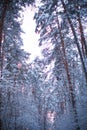 Pine trees in the snow after a snowfall in the forest. Pink sunset through the trees in the sky. Royalty Free Stock Photo